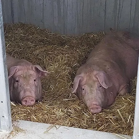 Gospodarstwo agroturystyczne Planitzhof
