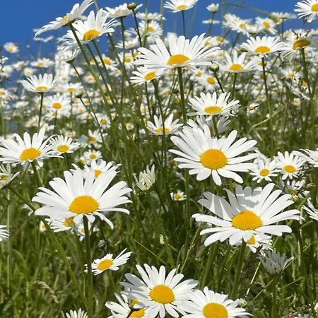 Planitzhof *