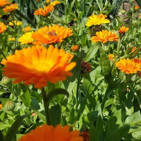 Gospodarstwo agroturystyczne Planitzhof Castelrotto
