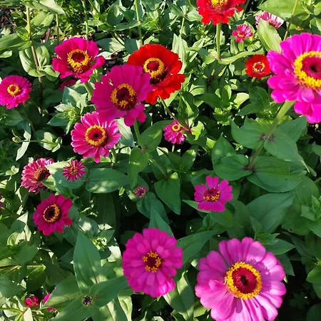 Gospodarstwo agroturystyczne Planitzhof Castelrotto