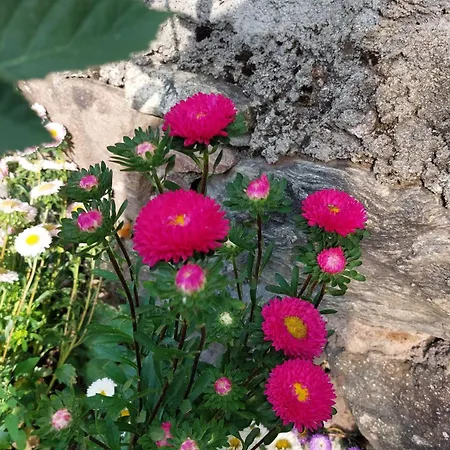 Planitzhof Alloggio per agriturismo Castelrotto